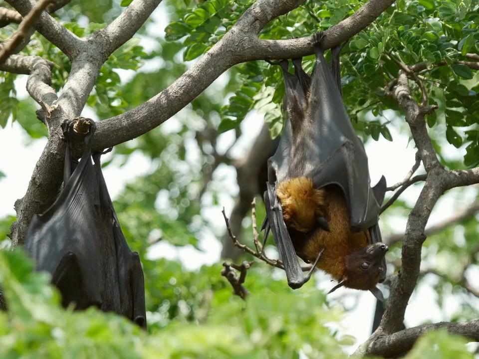 Тайны Меконга