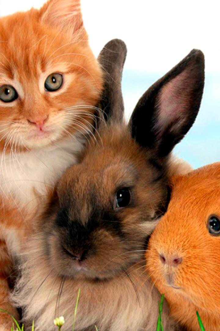 В мире домашних животных