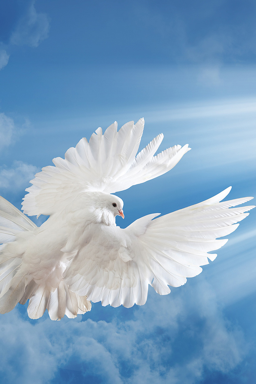 Ангелы надежды