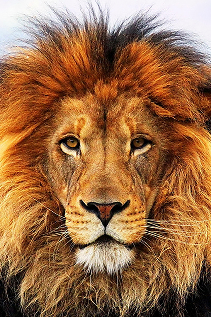 Болотные львы