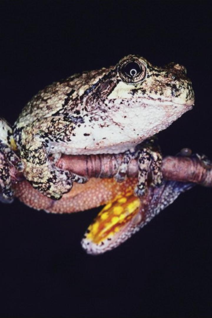 Рептилии и амфибии