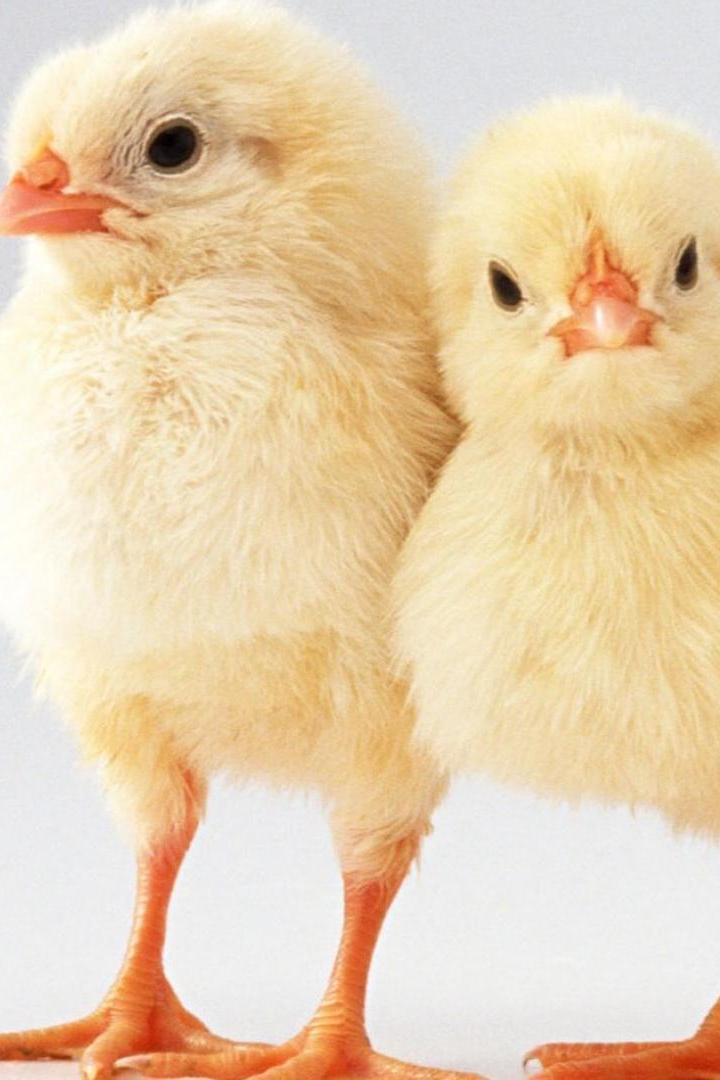 Моя зверушка