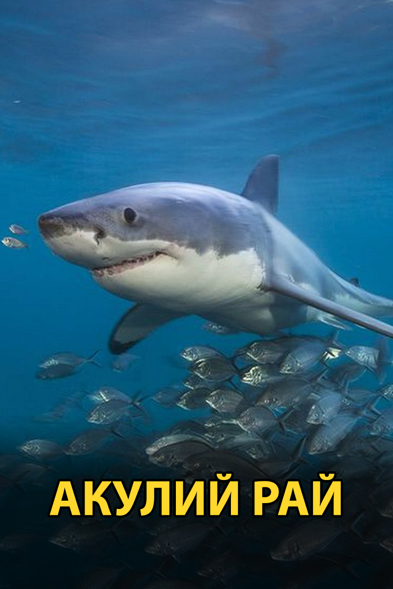 Акулий рай