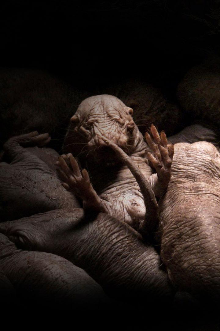 Подземный мир саванны