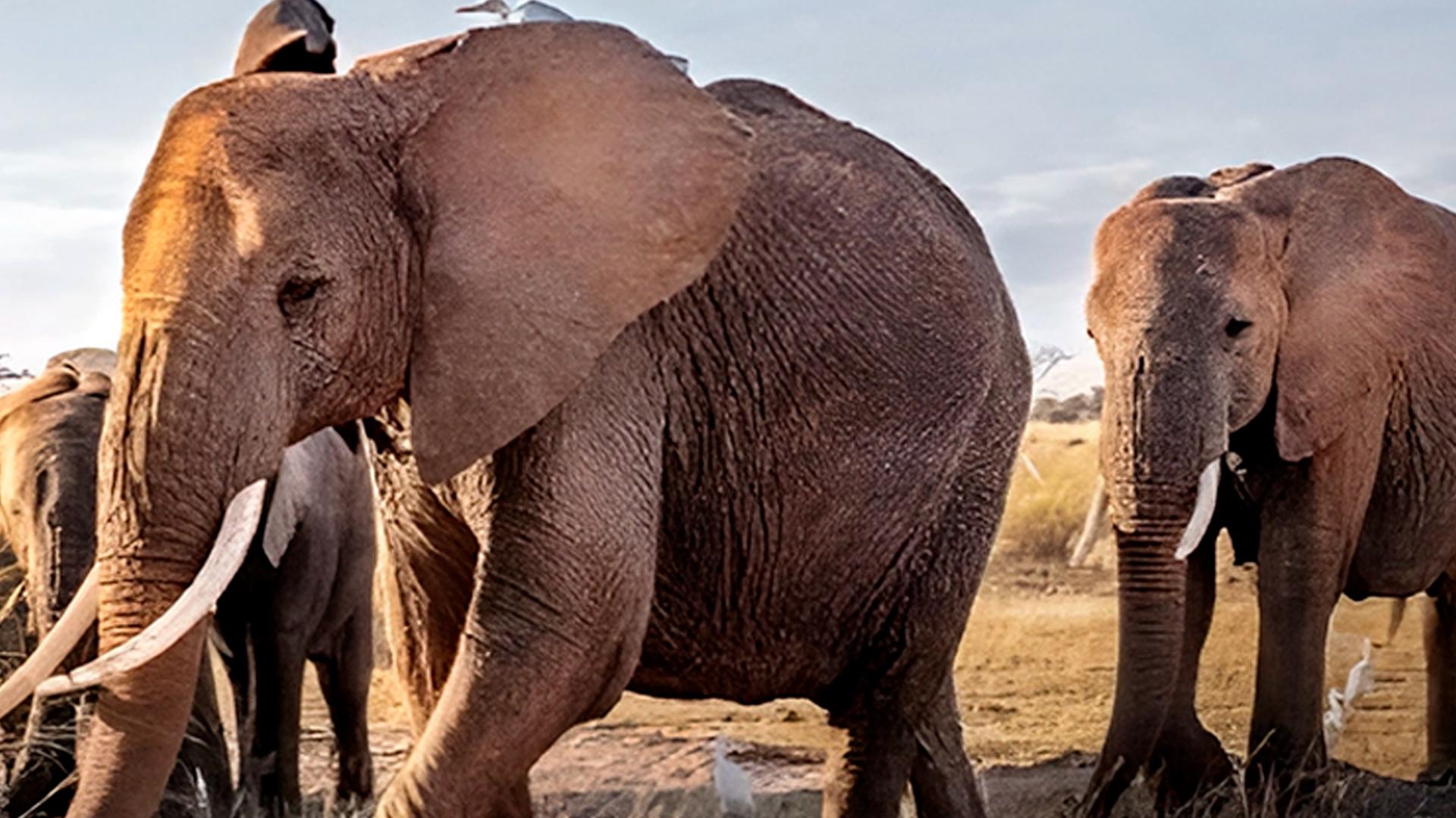 Одиссея животных