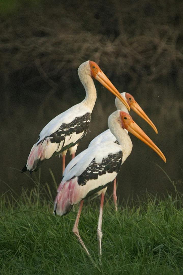 Аисты Луангвы