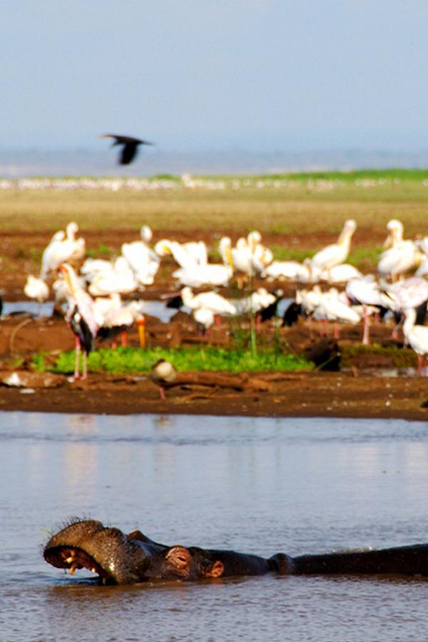 Перекрёстки живой природы