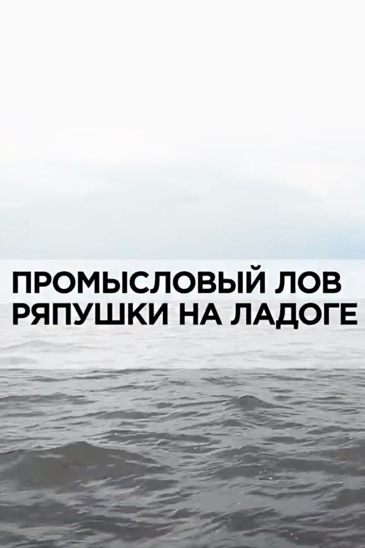 Промысловый лов ряпушки на Ладоге