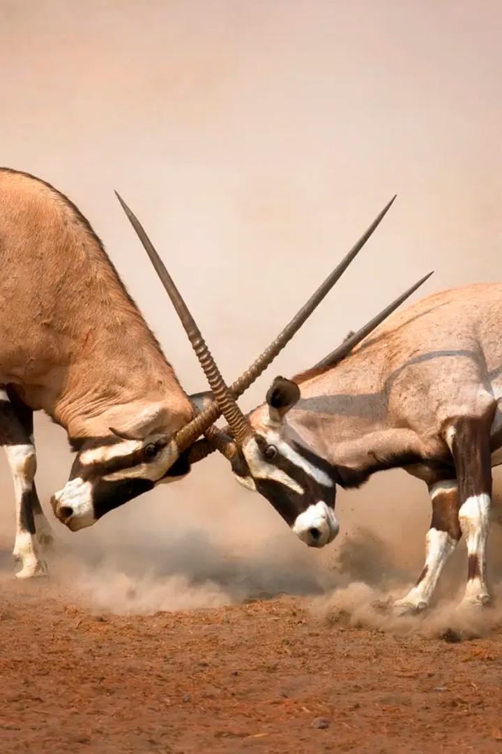 Удивительная природа Африки