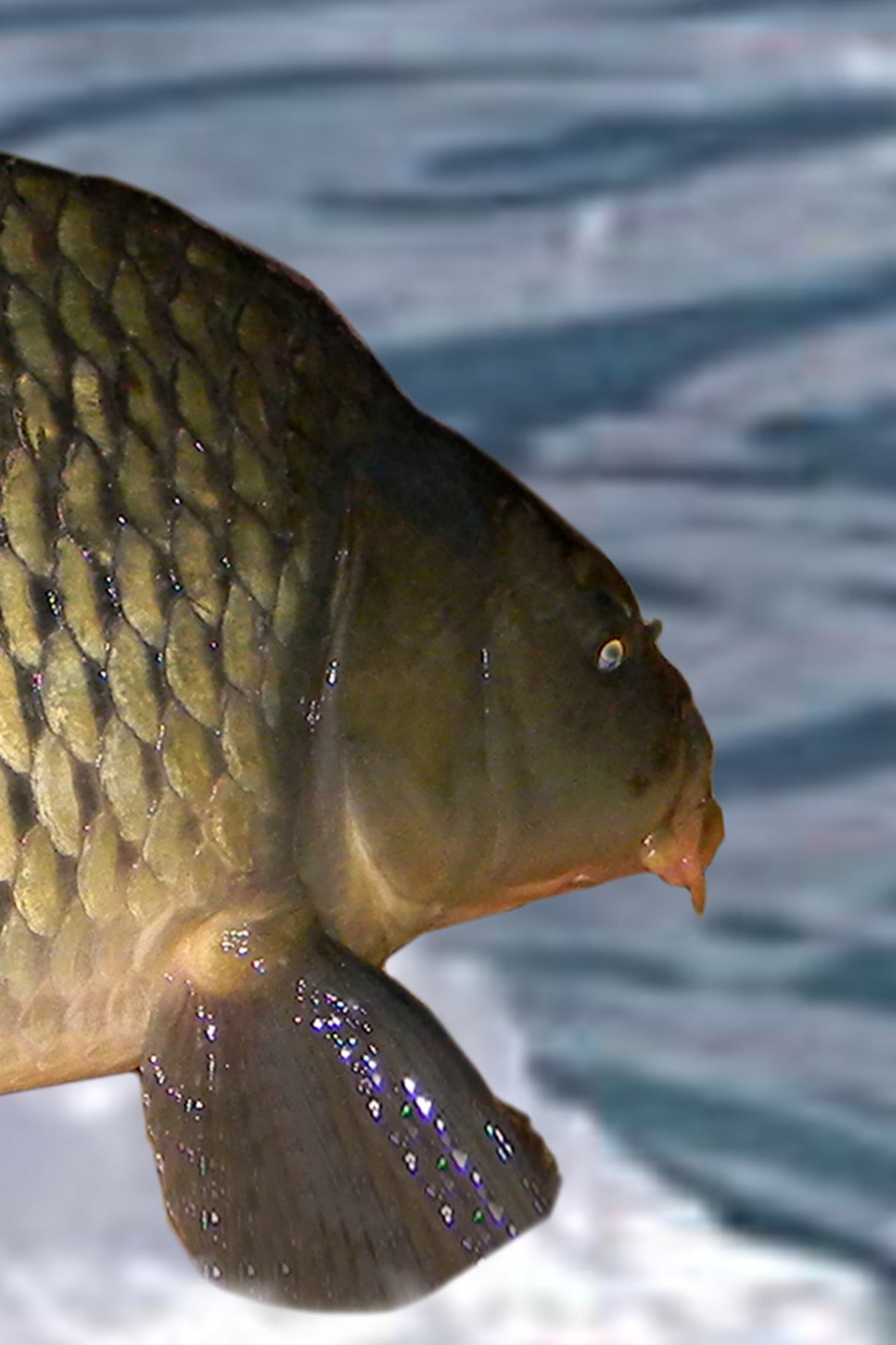 Спортивная рыбалка на карпа