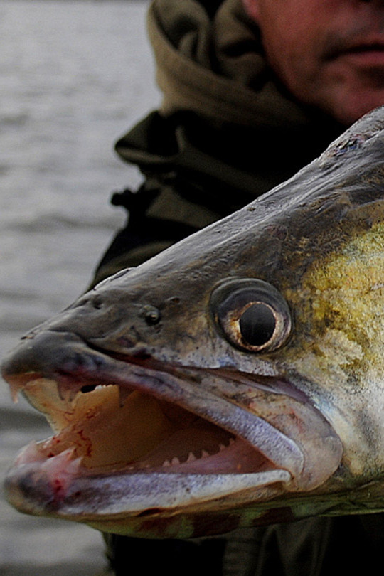 Осенняя рыбалка на судака на Нижней Волге