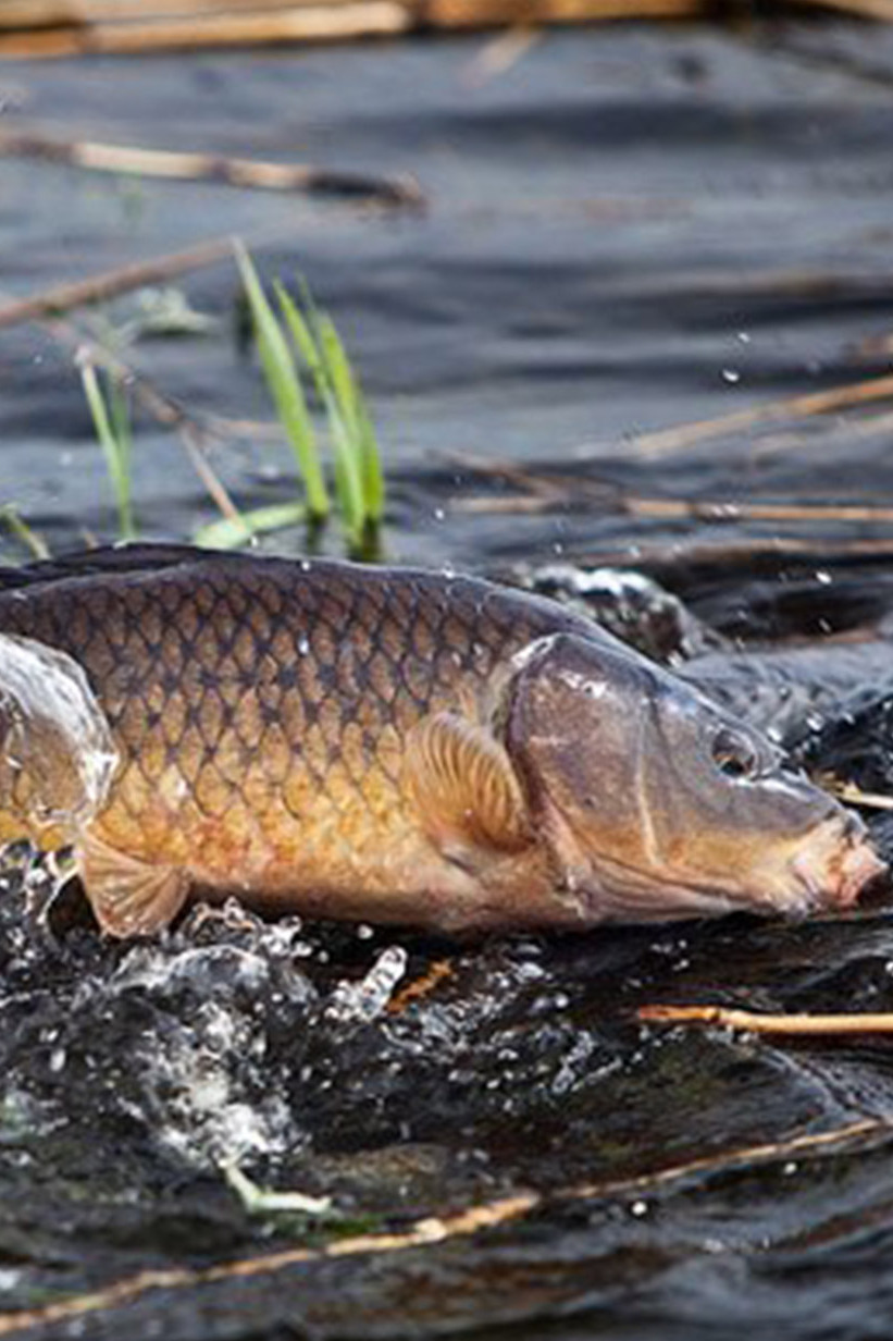 Ловля хищной рыбы на реке Волга