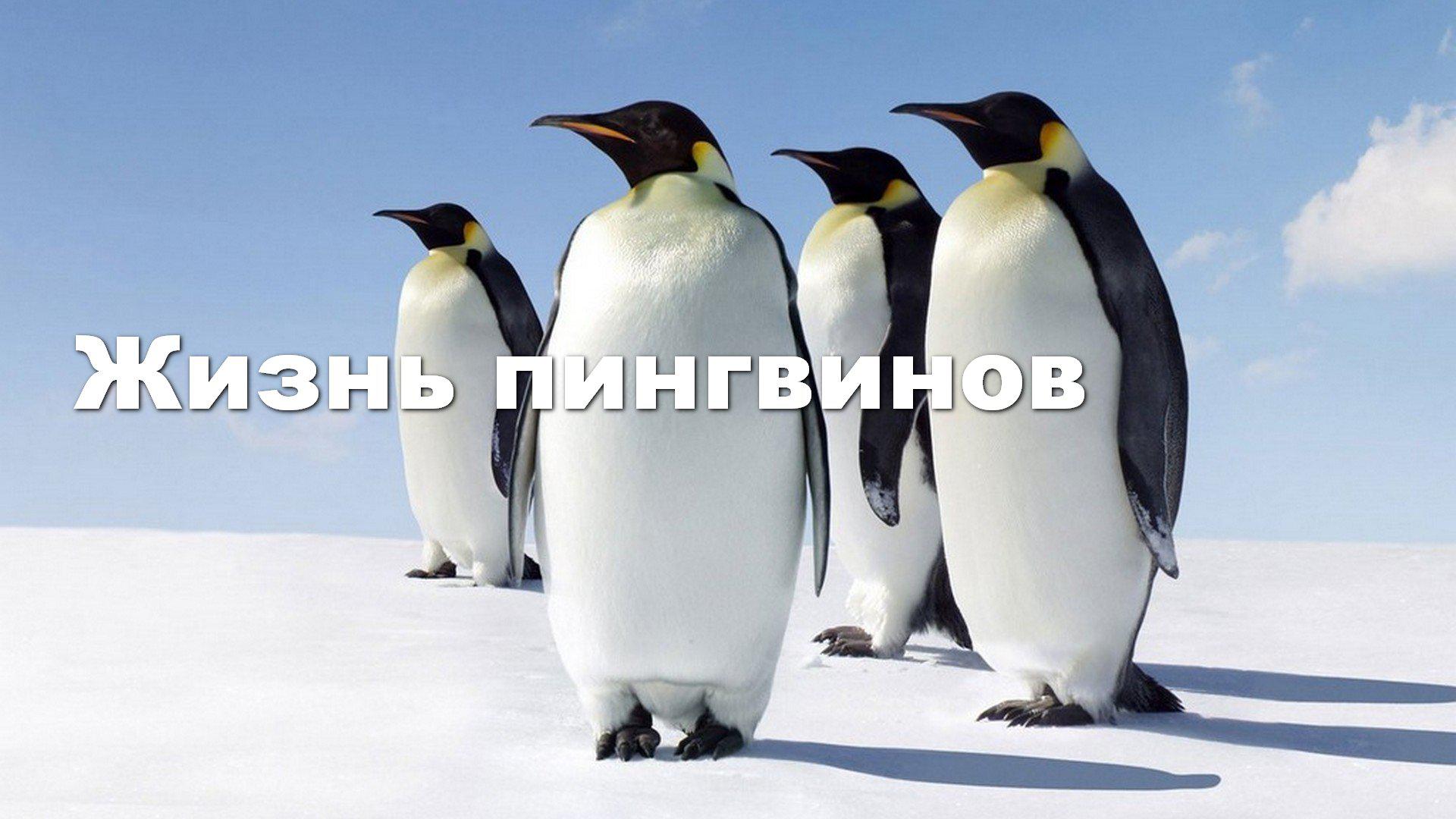 Жизнь пингвинов
