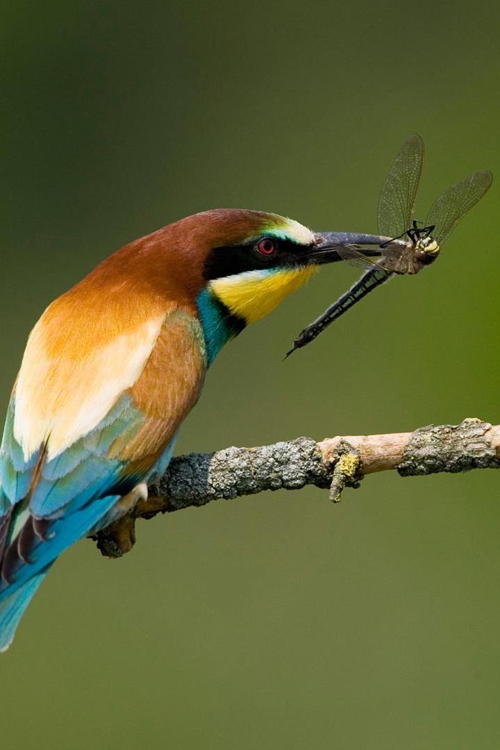 Дикая природа Европы