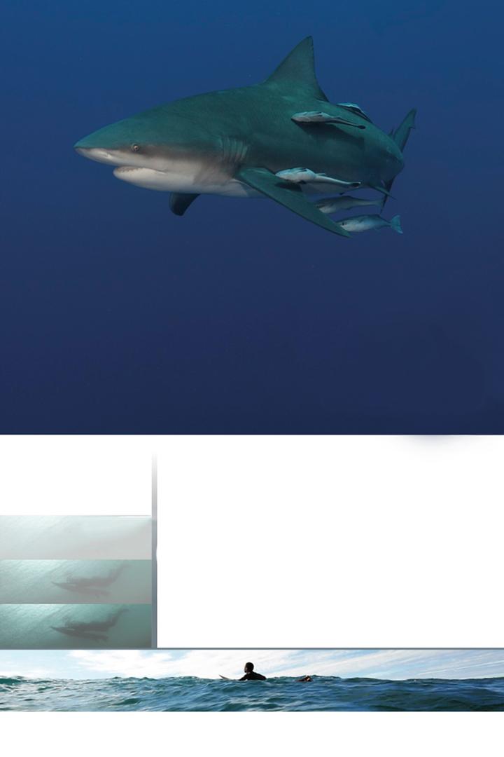Осторожно, акулы!
