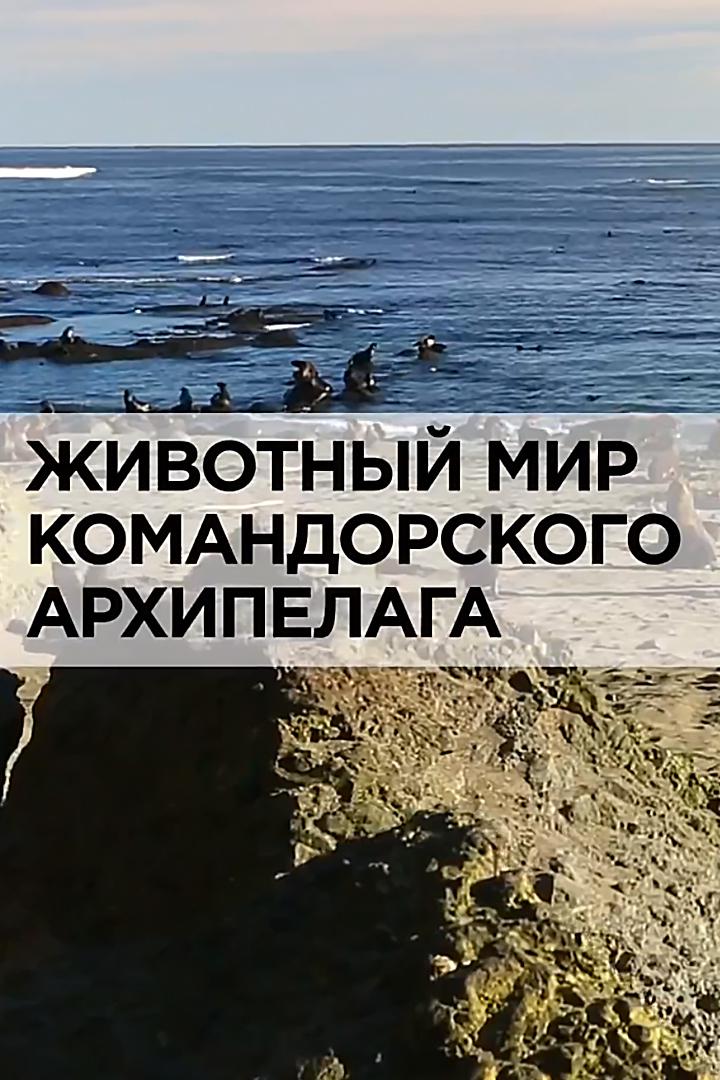 Животный мир Командорского архипелага