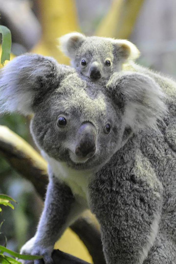 Спасение животных Австралии