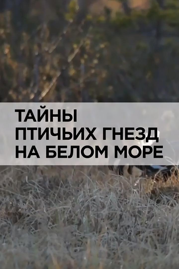 Тайны птичьих гнёзд на Белом море