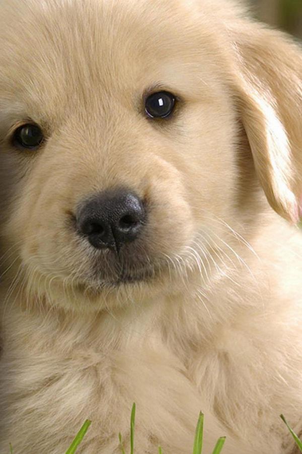 Миллион друзей