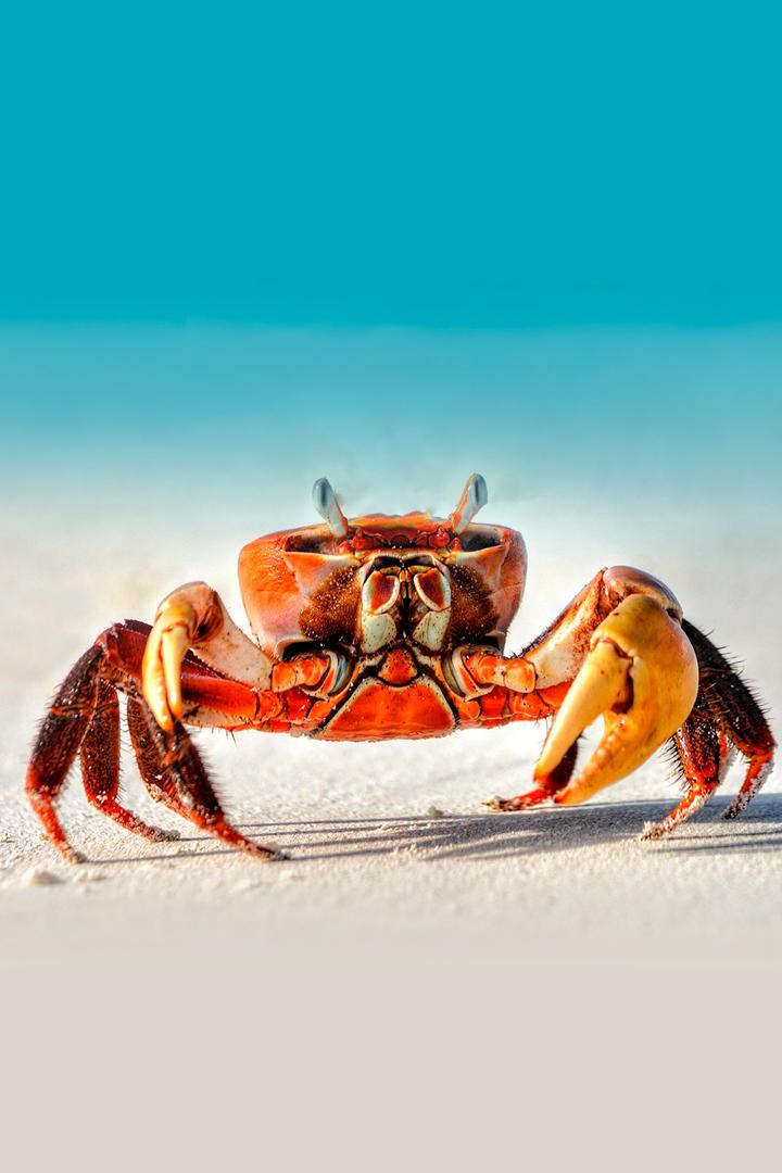 Таинственный мир ракообразных