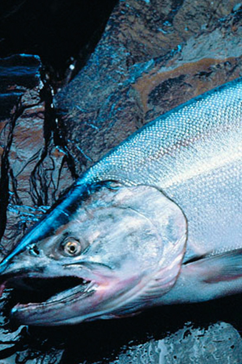 Кижуч по-алеутски