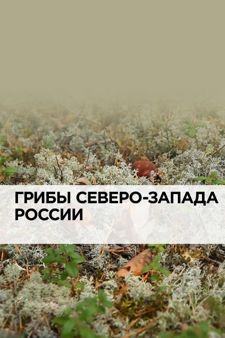 Грибы Северо-Запада России