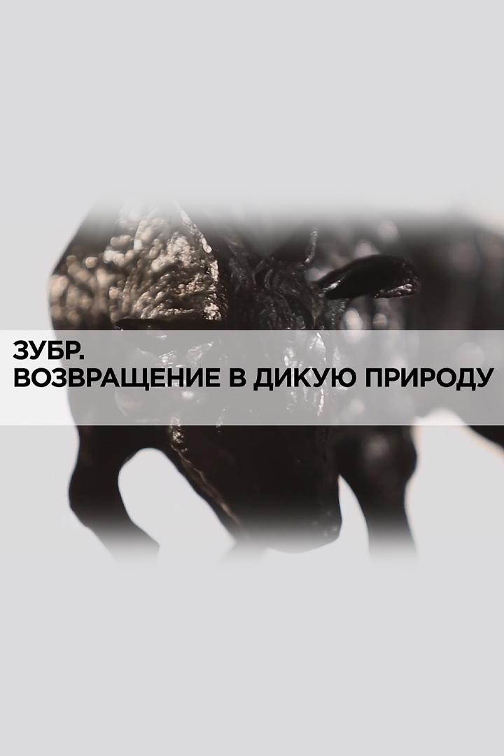 Зубр. Возвращение в дикую природу