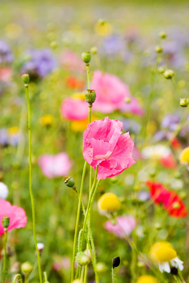 Босоногая девчонка