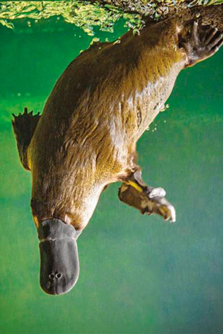Утконос-самое странное животное в мире