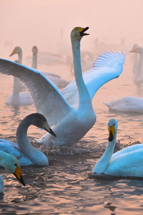 Лебединое озеро