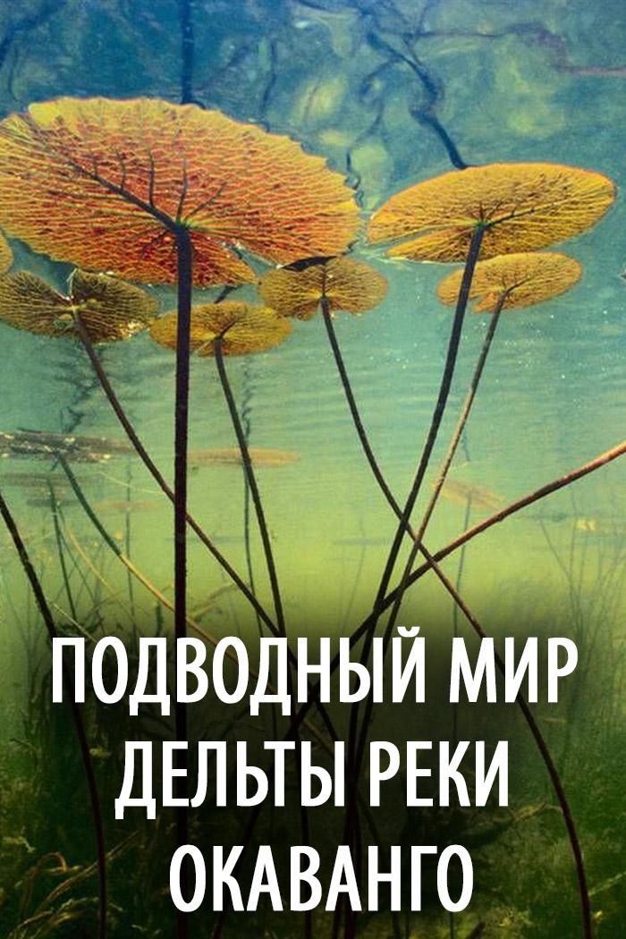 Подводный мир дельты реки Окаванго