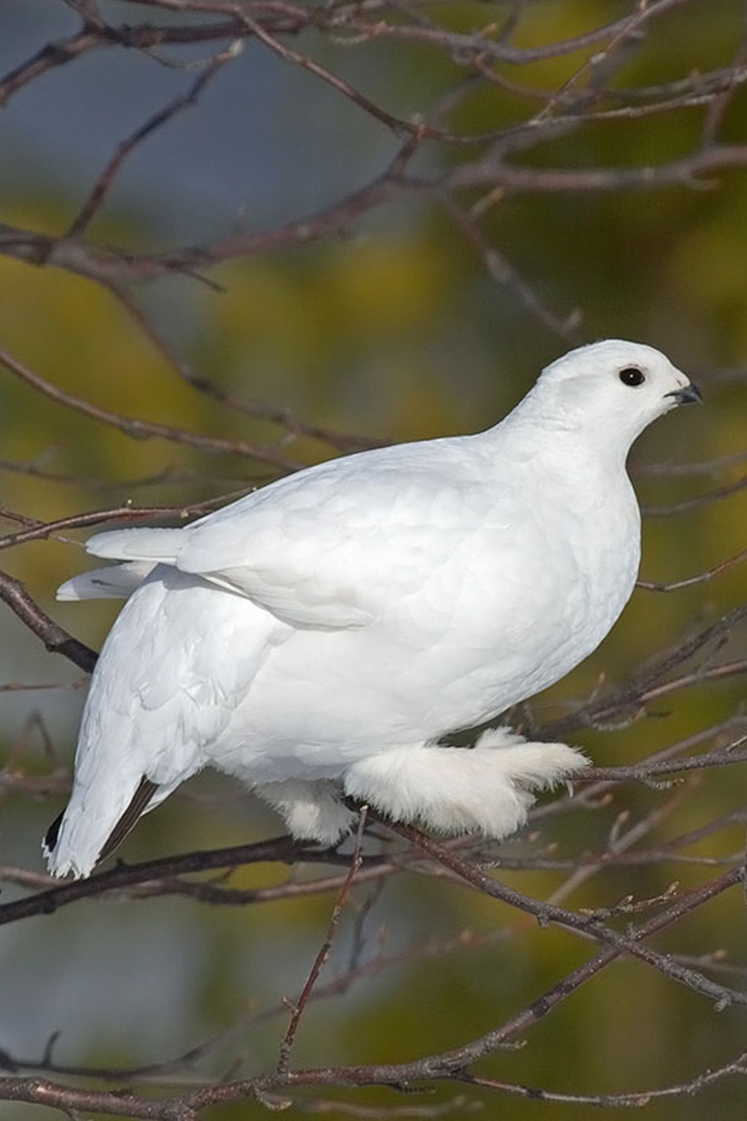 Тундряная куропатка