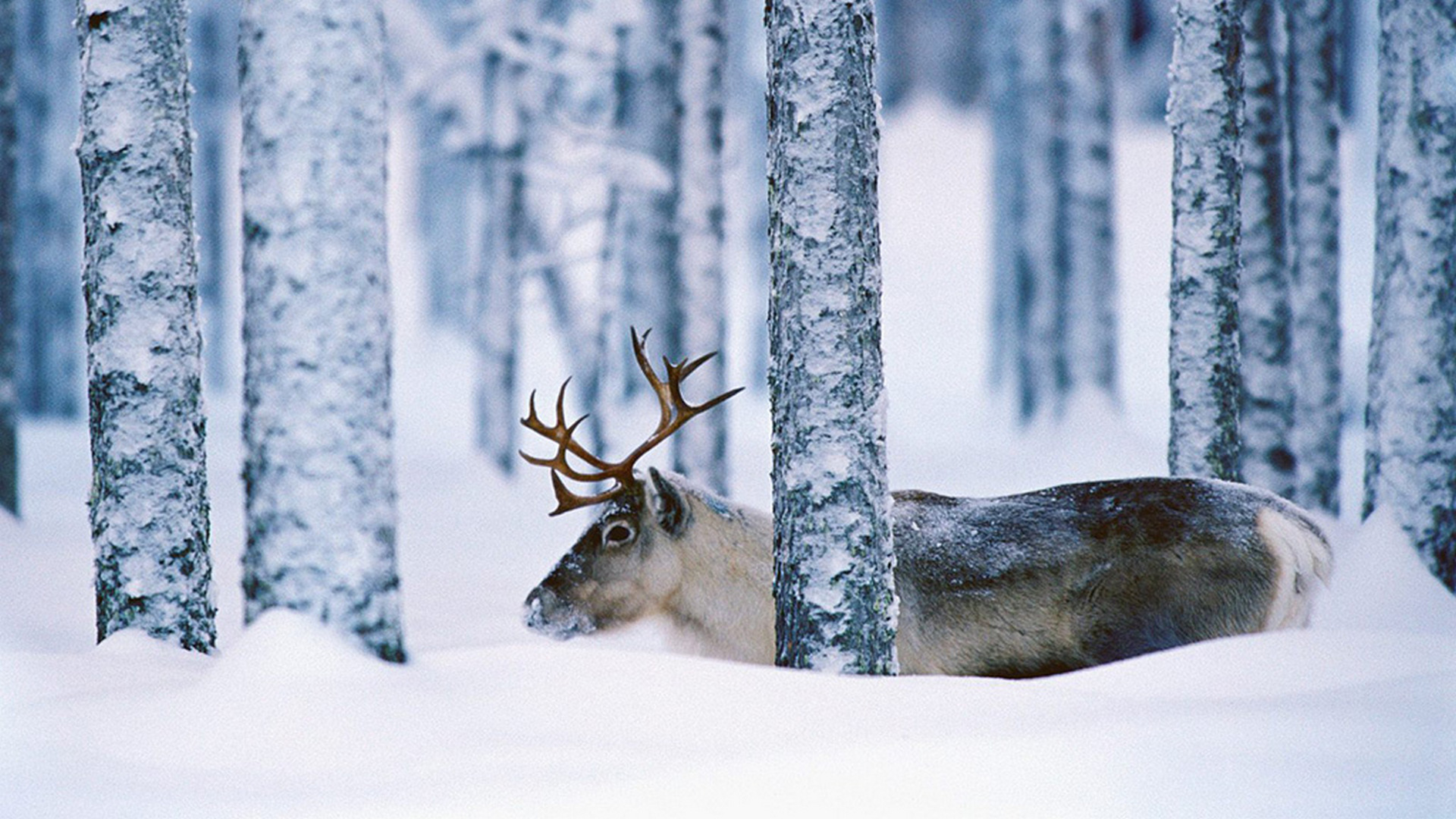 Северный олень