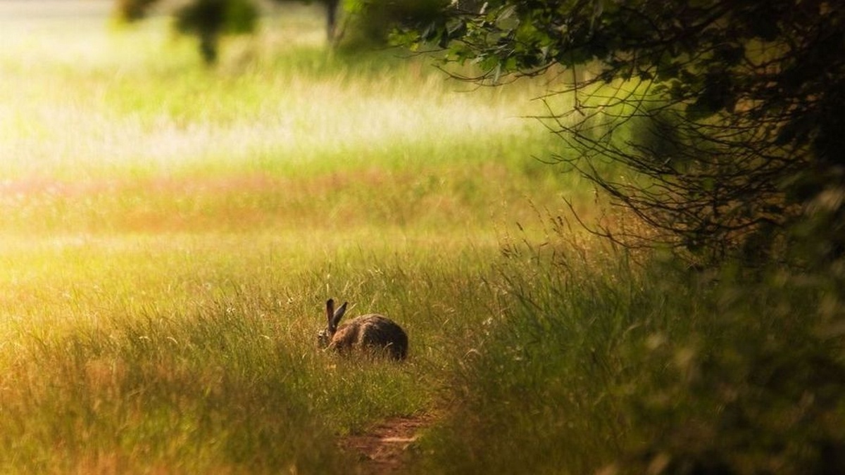 На опушке леса
