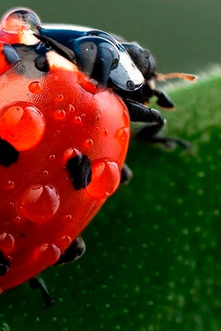 Божья коровка