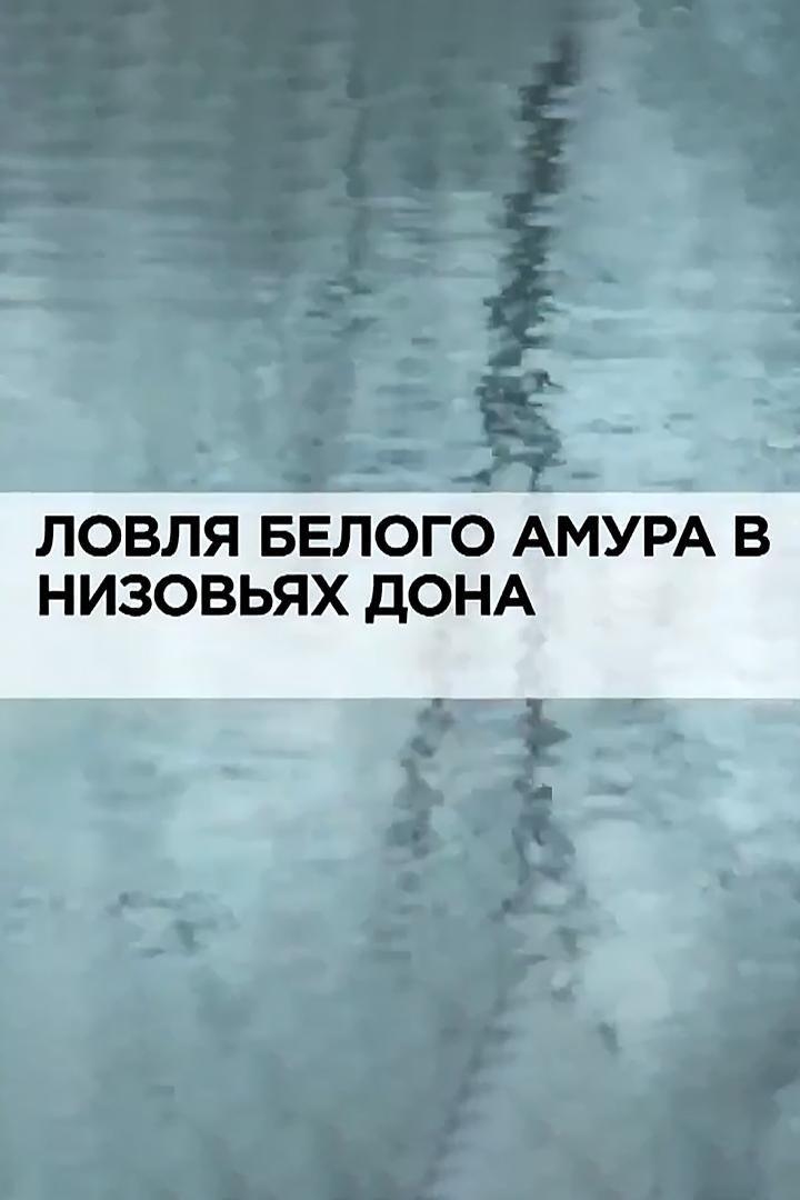 Ловля белого амура в низовьях Дона