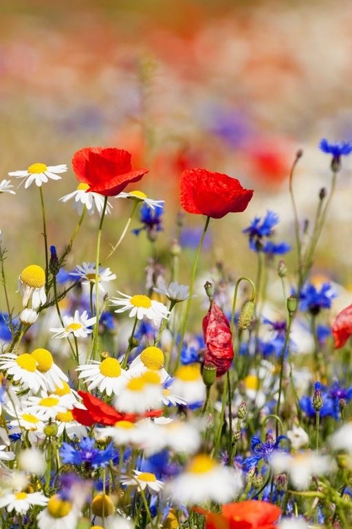 Полевые цветы