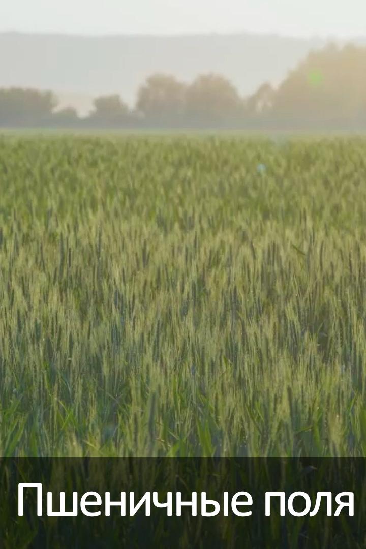 Пшеничные поля