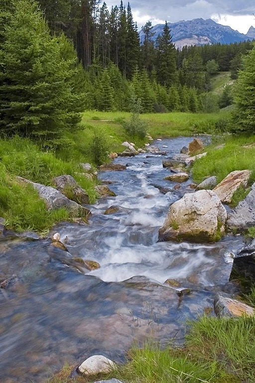 Лесной ручей