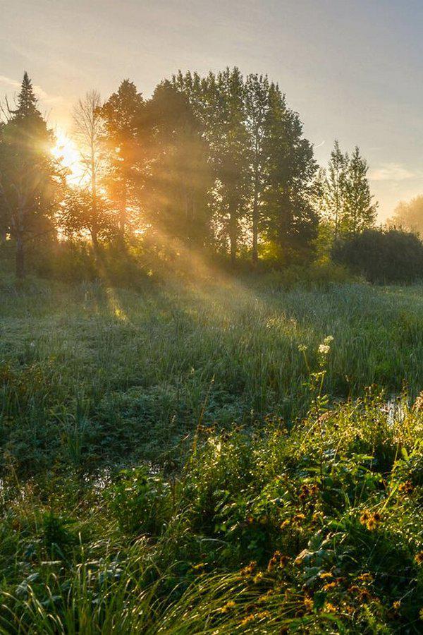 Летнее утро