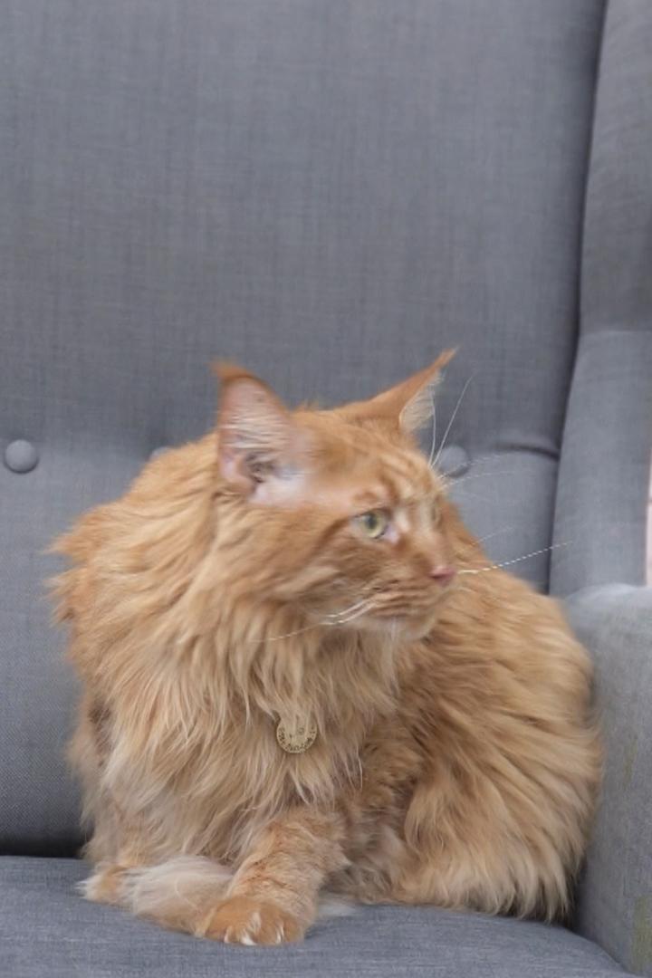 Кошки против собак