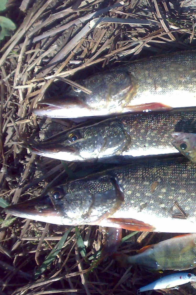 Охота на щуку в лиманах Приморско-Ахтарска