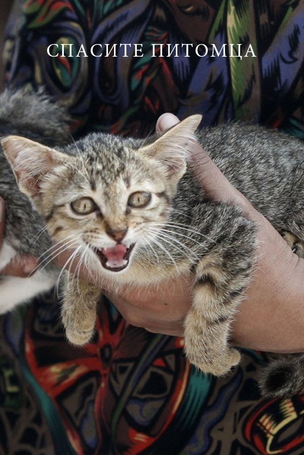 Спасите питомца
