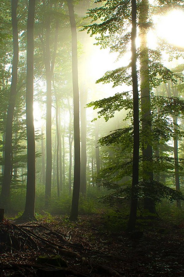 Прогулка по утреннему лесу