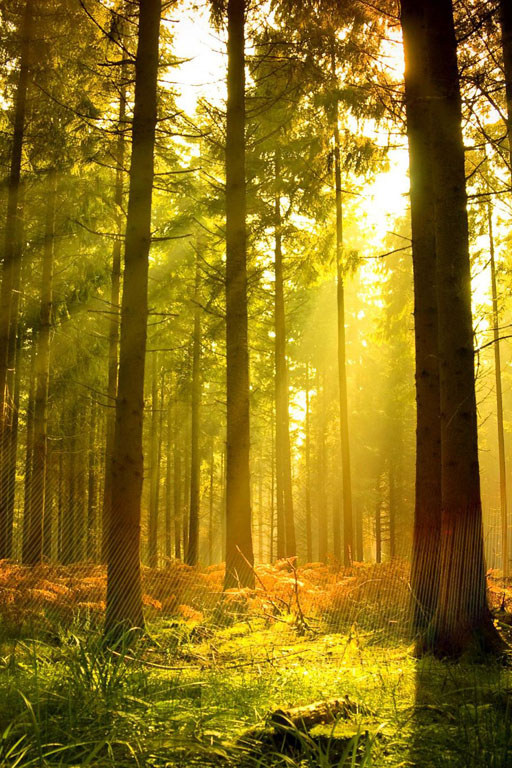 Как-то в лесу