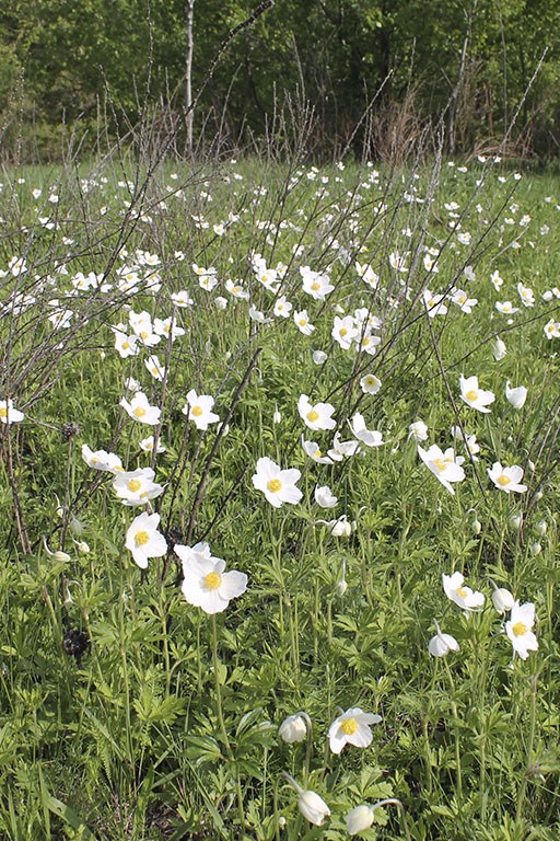Урочище Русский Бармак