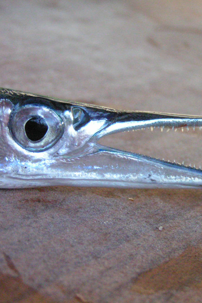 Ловля саргана в Чёрном море