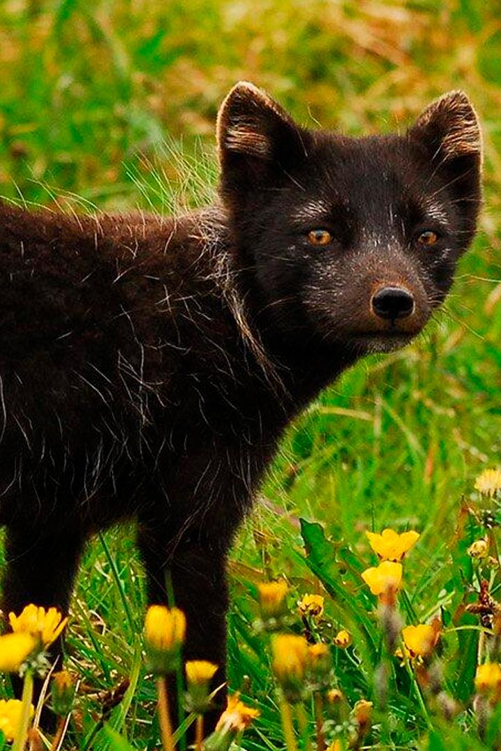 Разговоры с животными