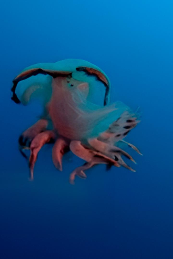 Тайный мир моллюсков