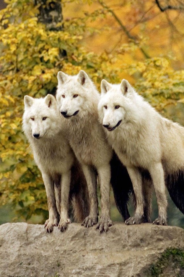 Волки на свободе